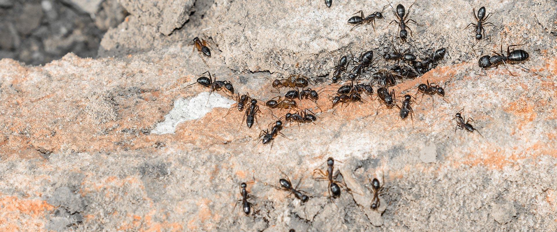 dozens of ants on the ground