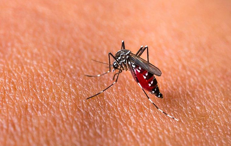 a mosquito biting a persons arm