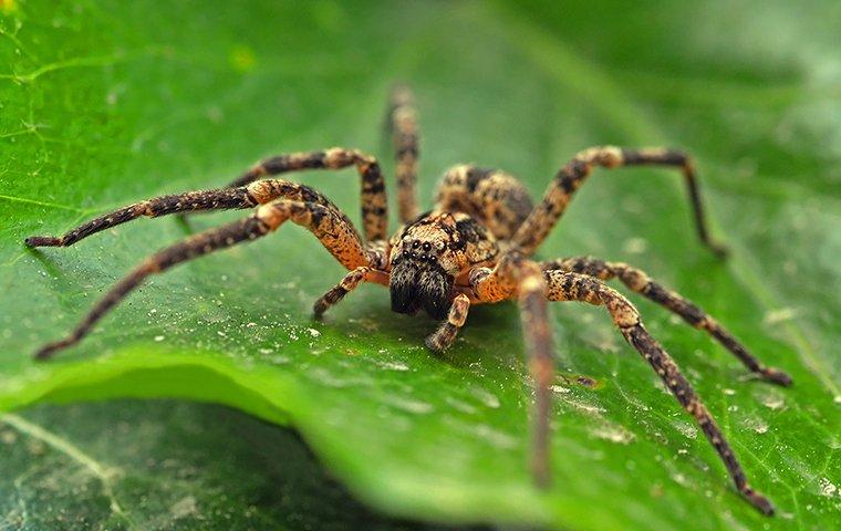 a spider on a plant leaf