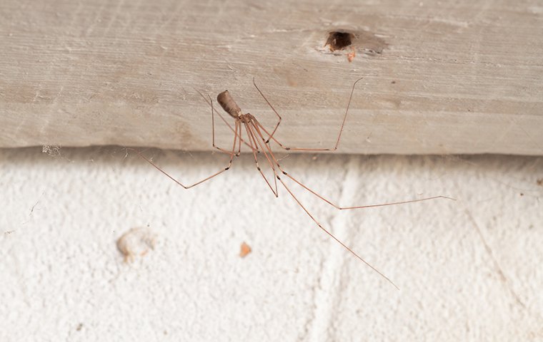 a daddy longlegs spider in a home