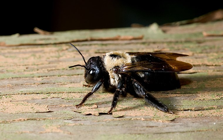 a carpenter bee crawling on wood