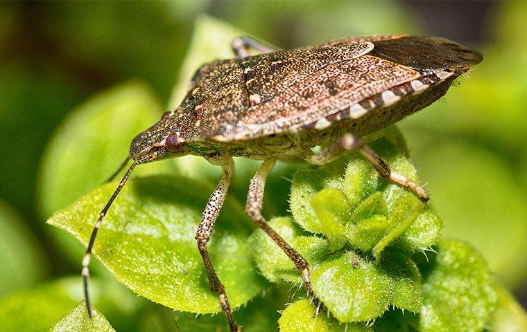 brown marmorated stink bug on plant