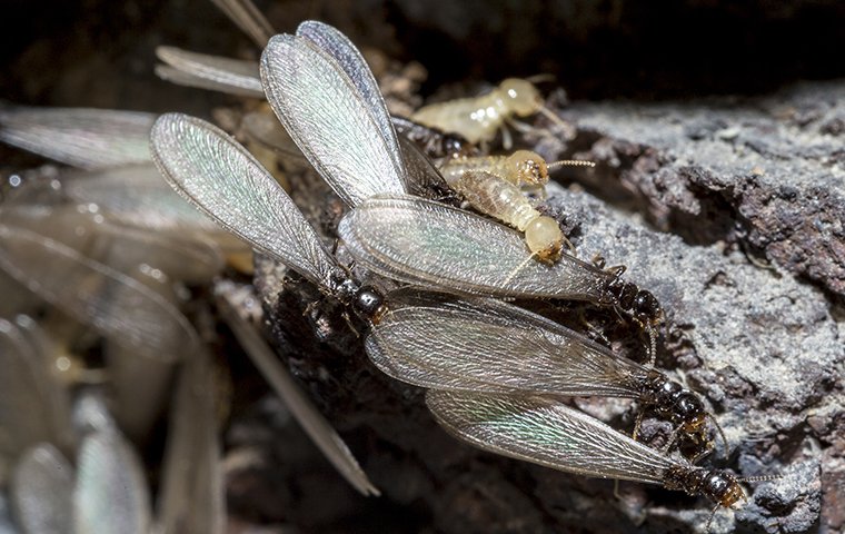 winged termites identification