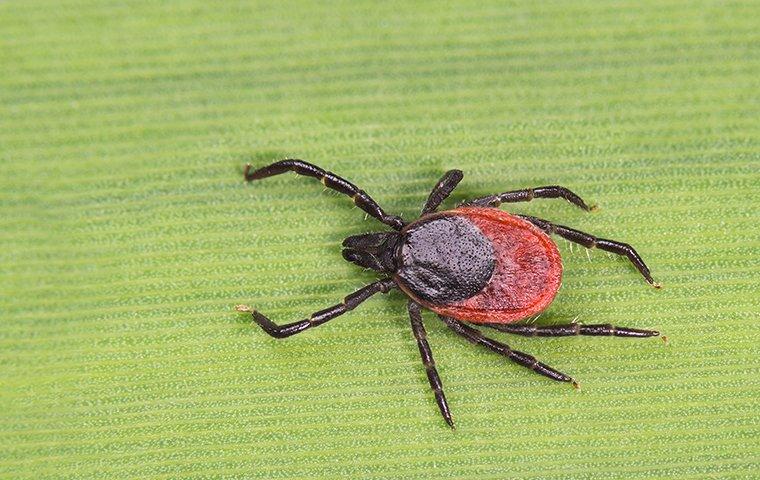 a tick on a plant outside of a house