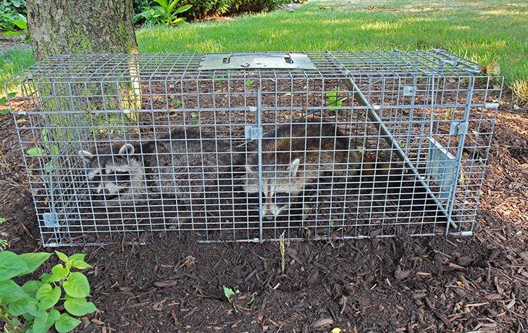 two raccoons in a trap
