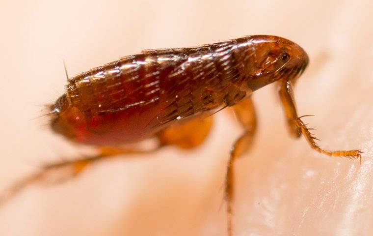 a flea up close on skin