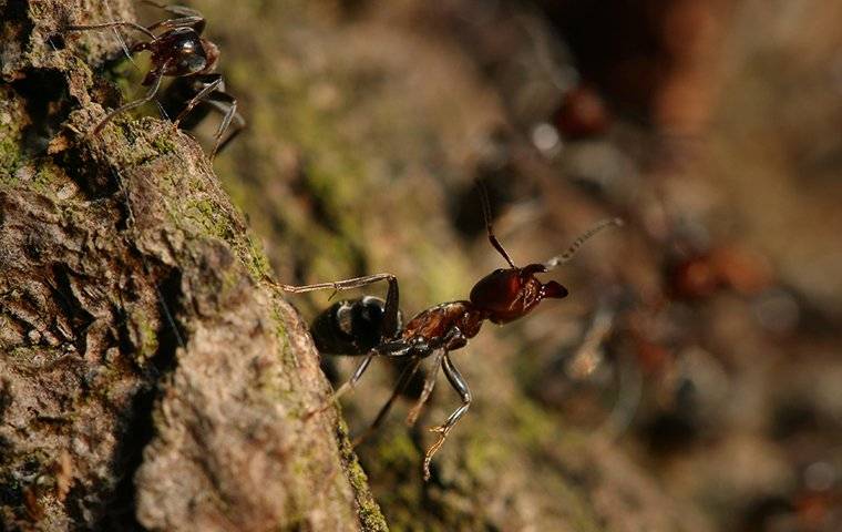 ant crawling on bark of a tree