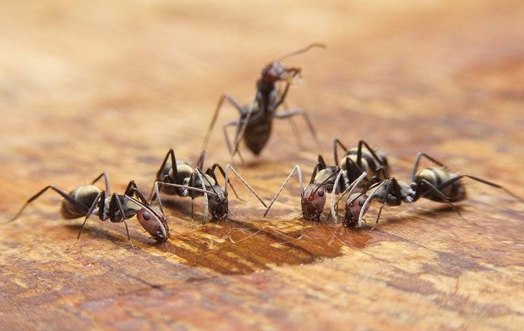 several ants drinking spilled water on a kitchen floor