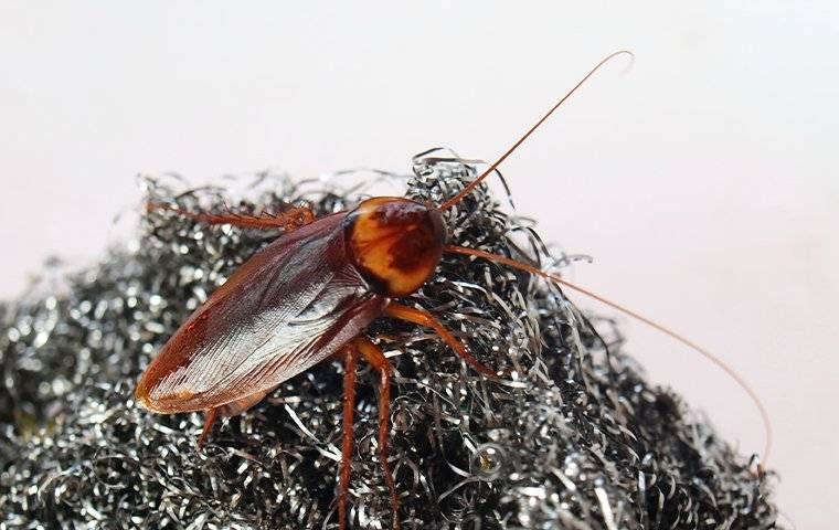 cockroach in steel wool
