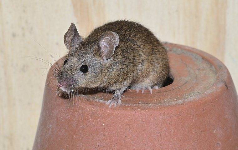 How to Keep Mice Out of Your House