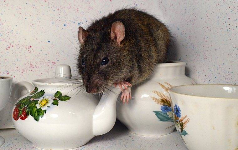 a rat in a teapot