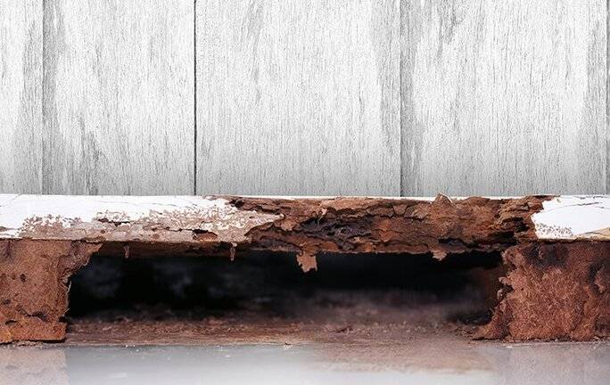 How to Tell Old Termite Damage Vs. New Termite Damage