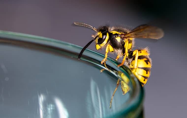 a wasp crawling on a glass
