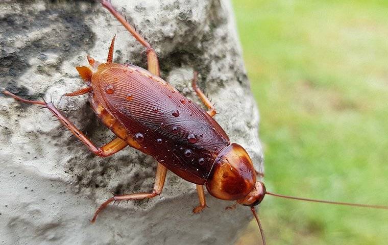 cockroach in duncan sc