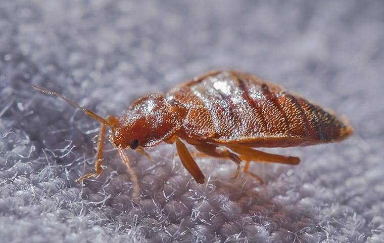 bed bug up close on fabric