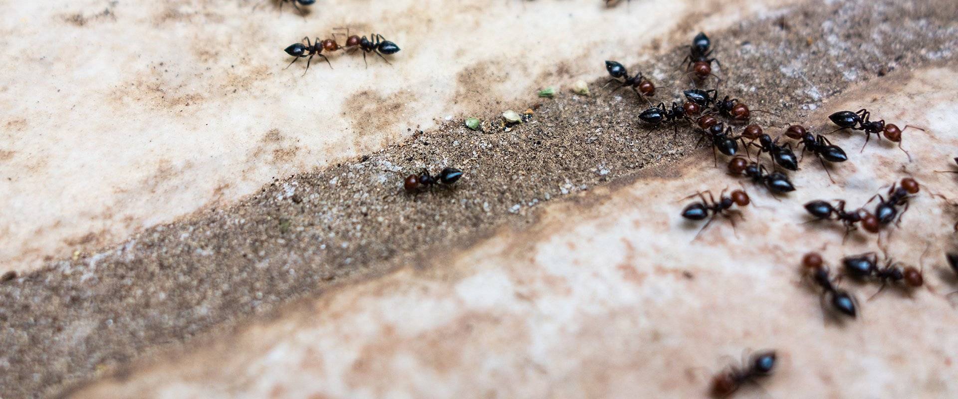 ants outside on a walk way