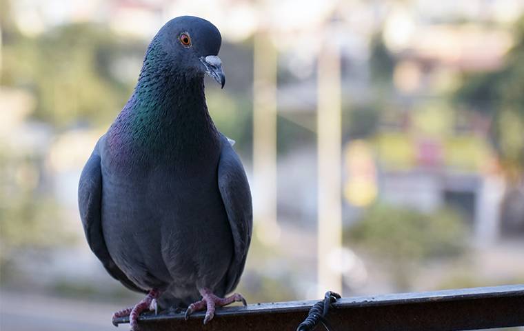 a pigeon perched on a fence