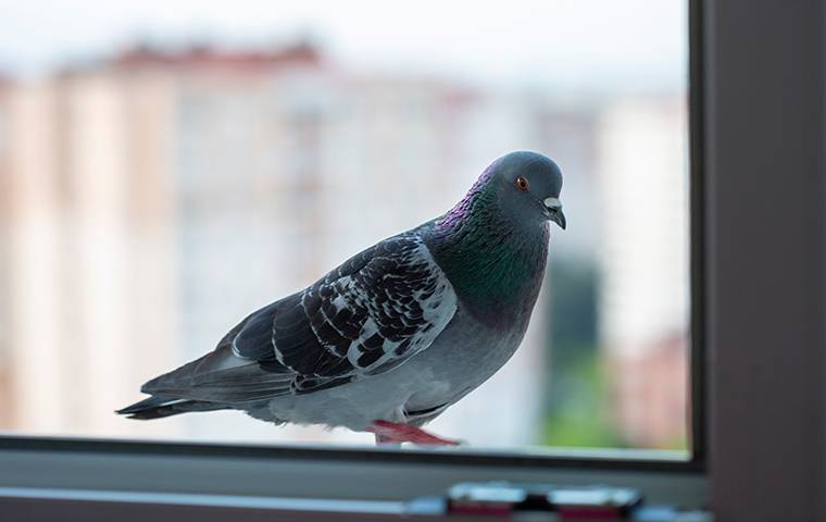 a pigeon sitting on a windowsil