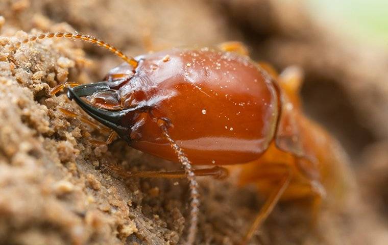 up close image of a termite chewing on wood