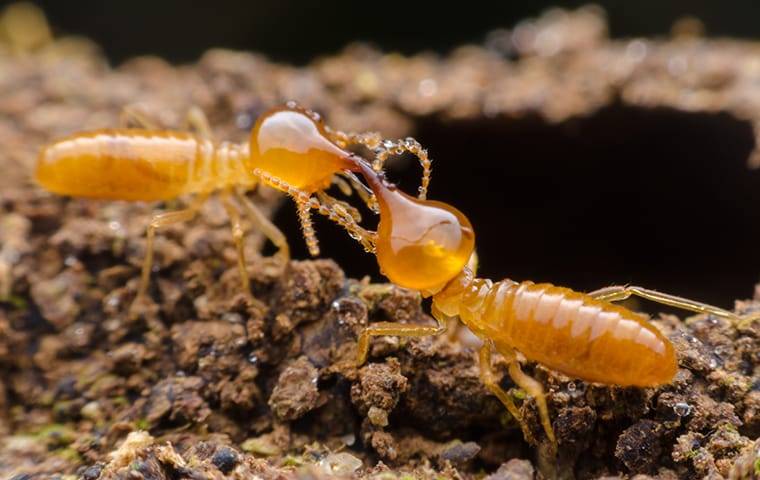 a termite infestation in inman south carolina