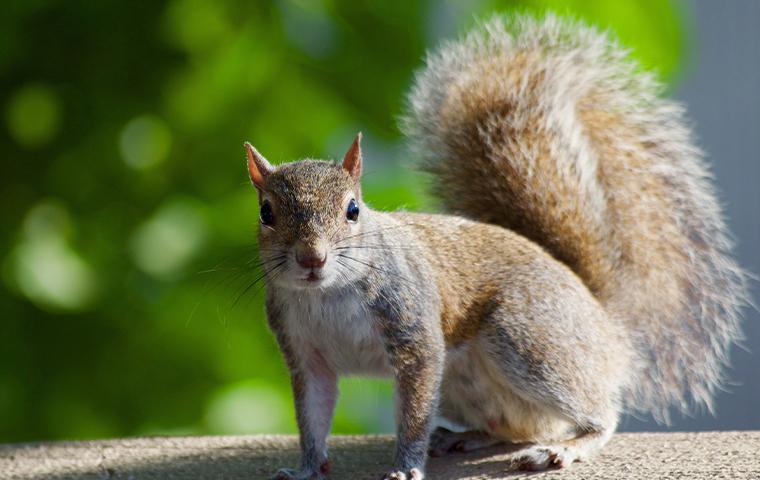 close up of a squirrel