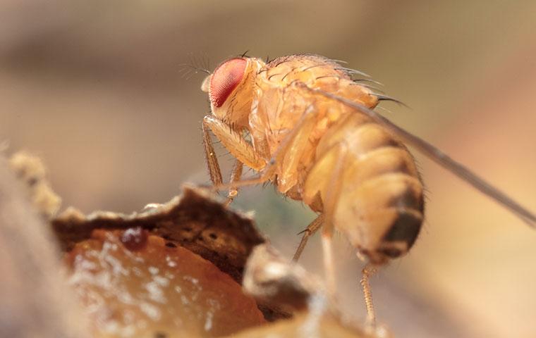 a fruit fly eating nasty food