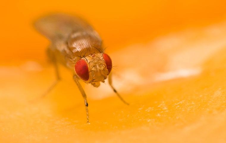 up close image of a fruit fly on an orange