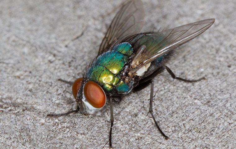 a house fly on a new york kitchen counter