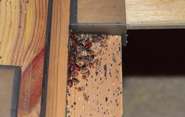 bed bugs infesting a bed frame inside a home