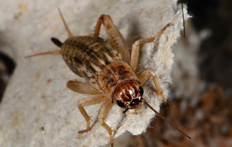 closeup of a cricket