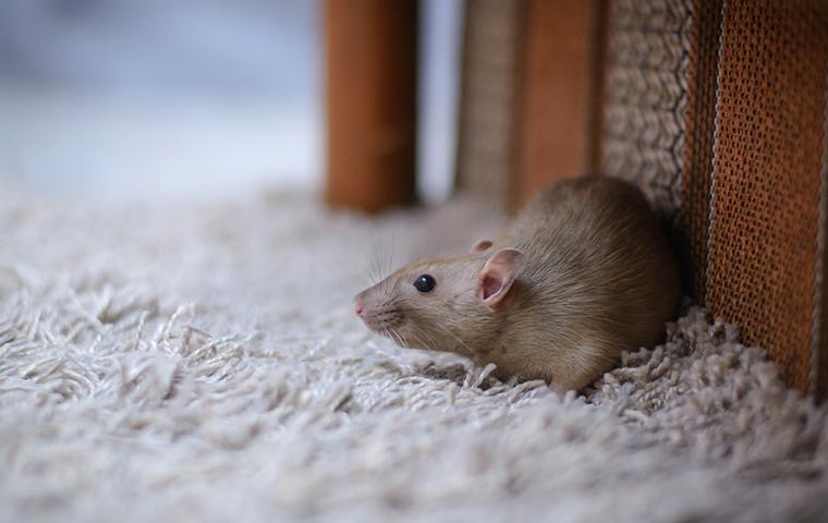 a rat inside a house