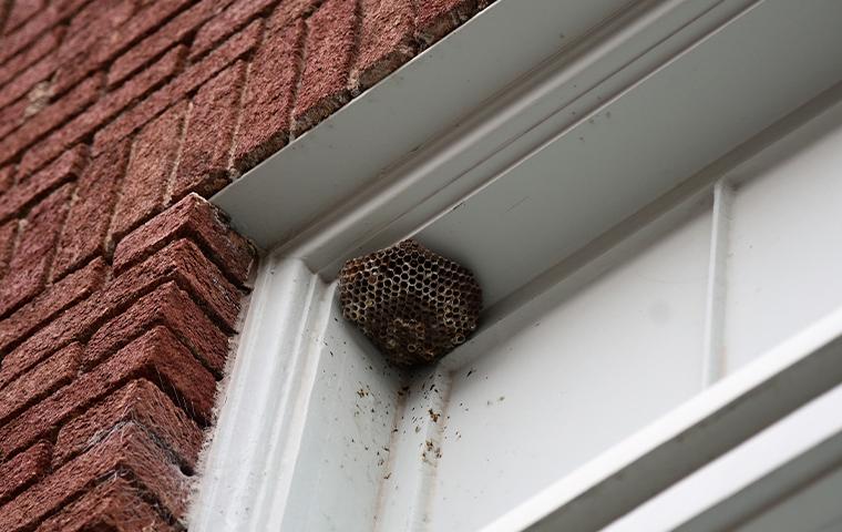 hornets nest on house