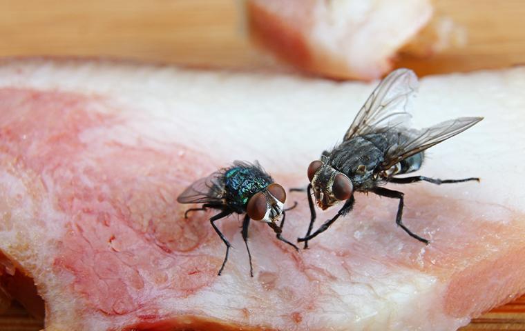 flies on a piece of meat