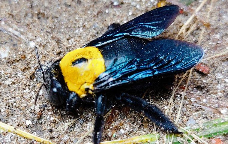 a carpenter bee that landed on the ground