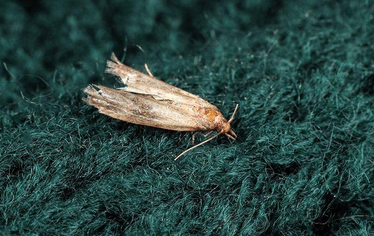 a clothes moth on a carpet