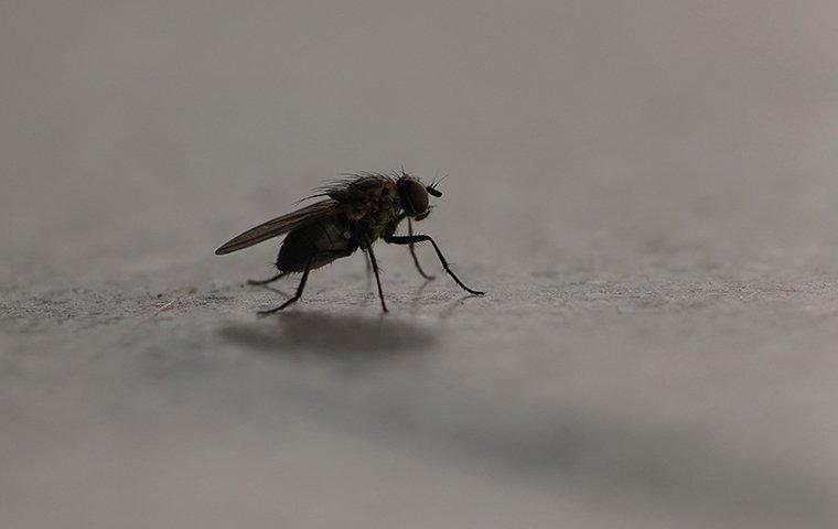 house fly in the dark