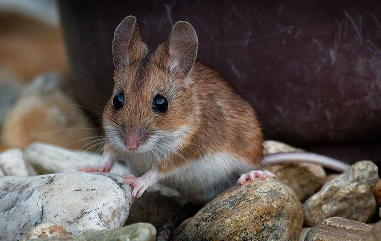 a house mouse sitting on rocks outside a home