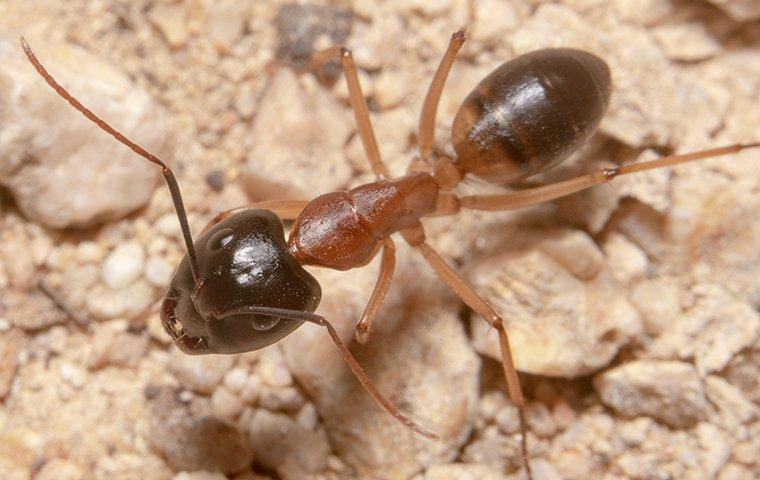 a sugar ant crawling on the ground