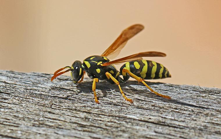 a wasp crawling on a fence post