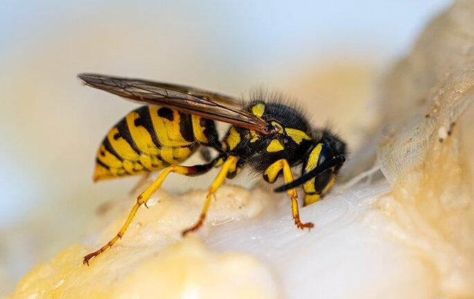 a yellow jacket on a piece of fruit