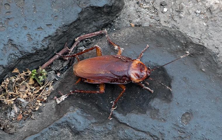 a cockroach outside in water