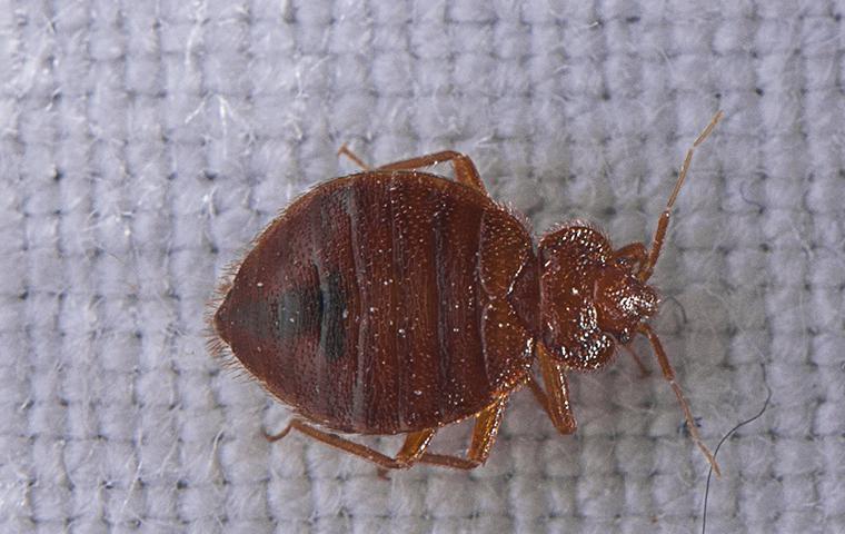Pest Library Common Pest Identification In New York, NY