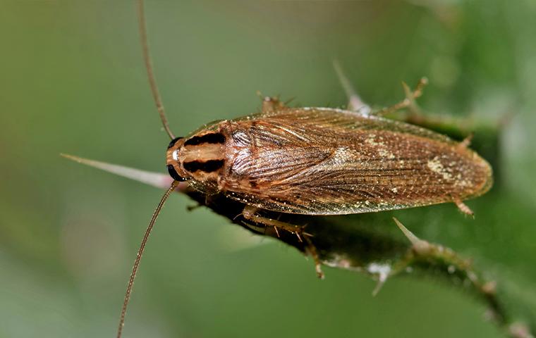german cockroach on a plant