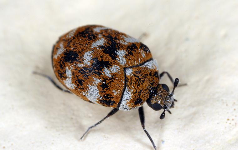 close up of carpet beetle