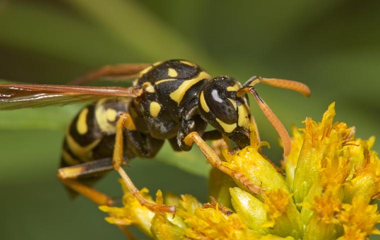a wasp on a flower