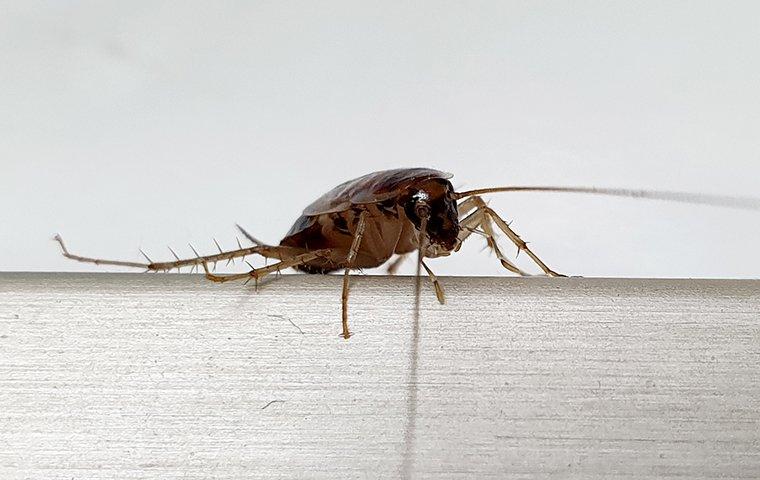 a german cockroach crawling in a kitchen