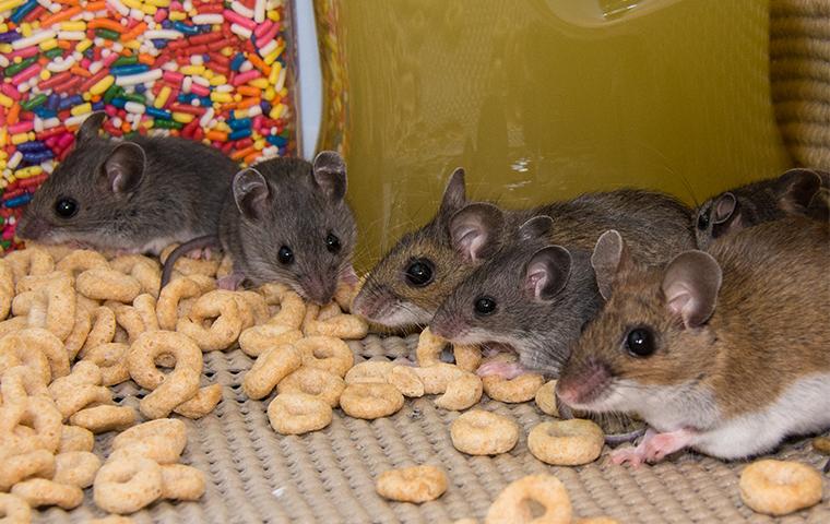 four mice eating in a kitchen