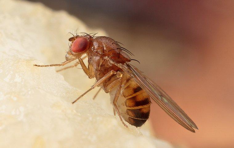 fruit fly on piece of fruit in kitchen
