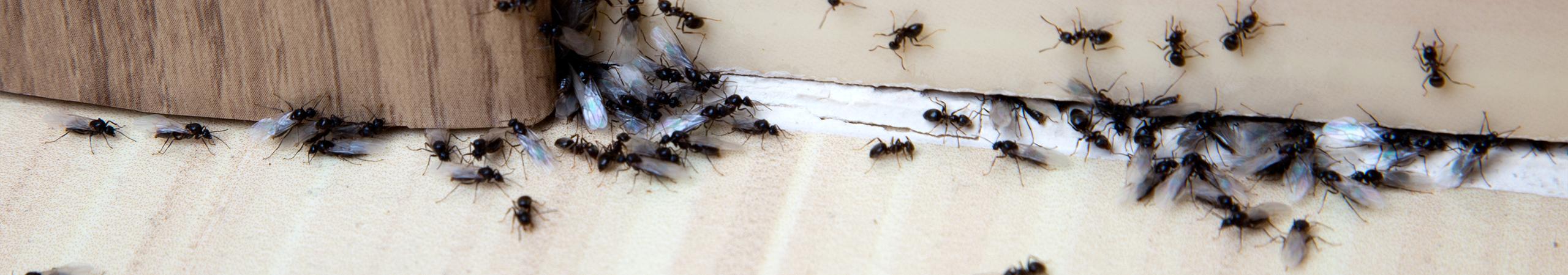 ants on a baseboard