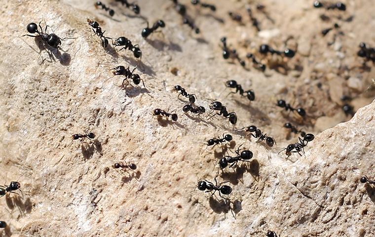little black ants crawling around on a rock